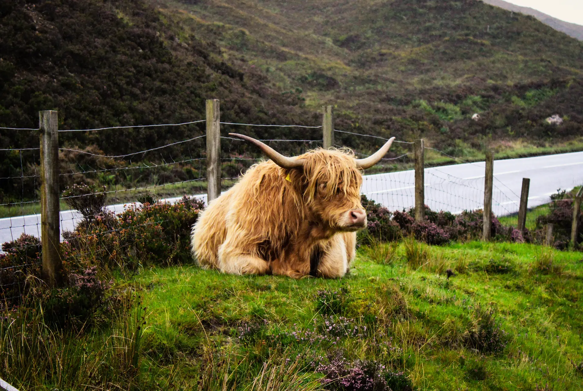 Highland cattle grazing in verdant pastoral Scottish scenery