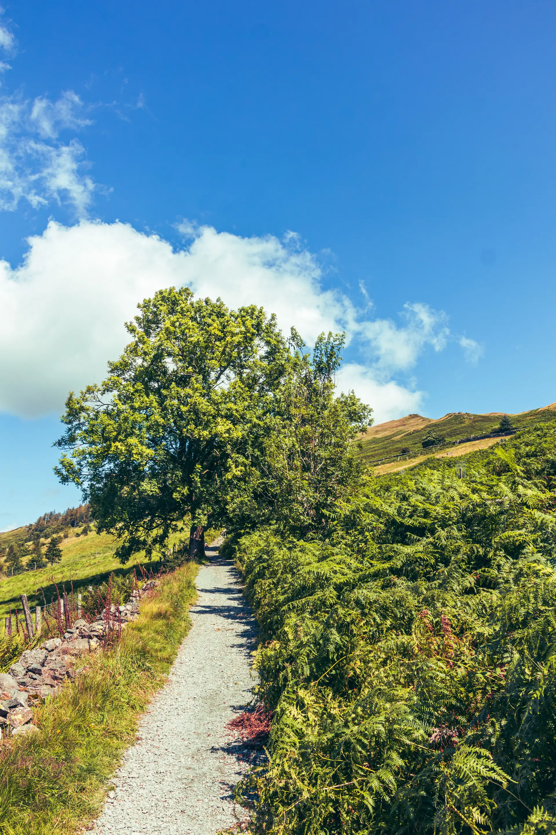 Scenic green hillside and countryside track