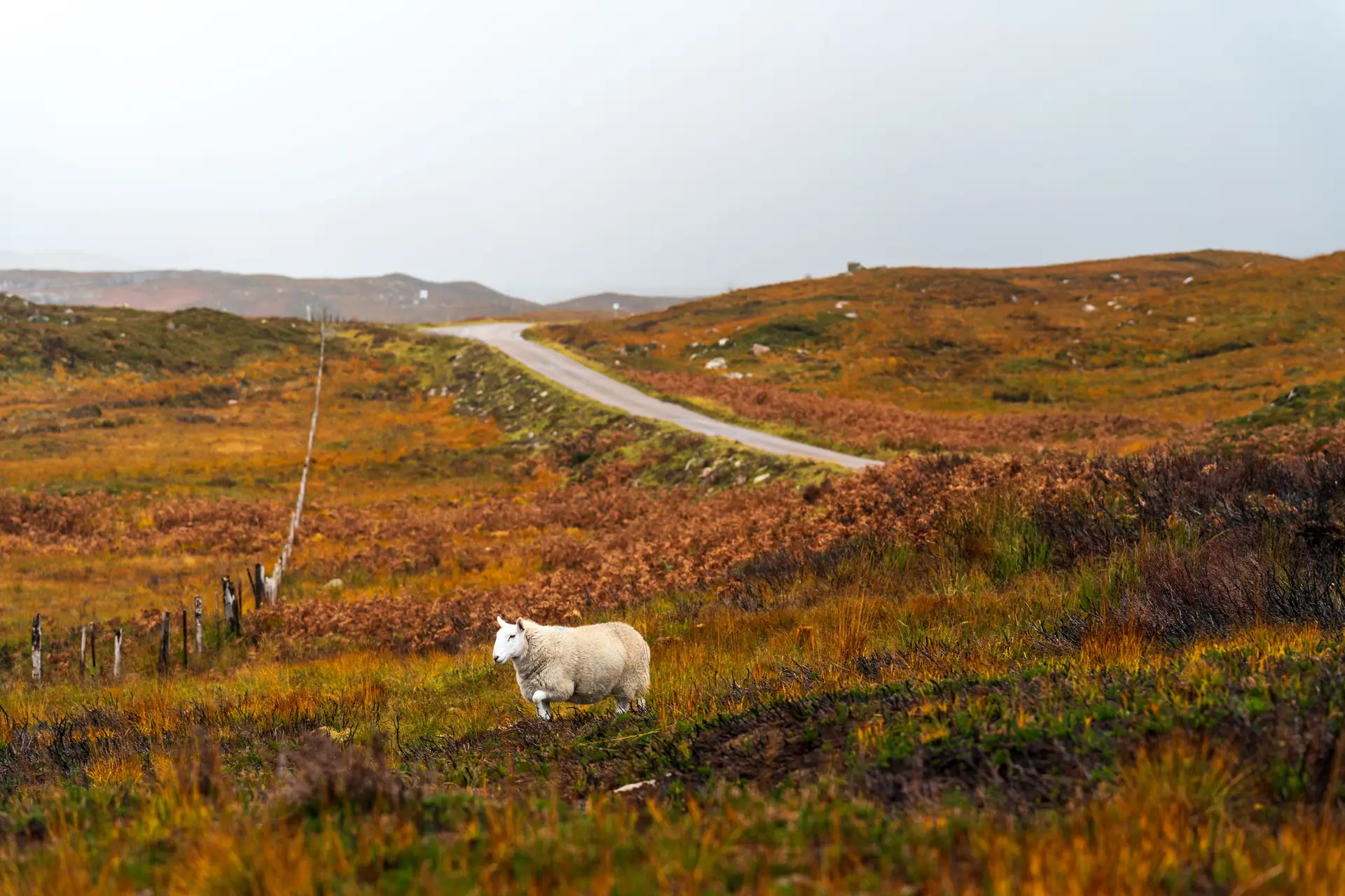 Open heather moorland and winding roads in Yorkshire Dales